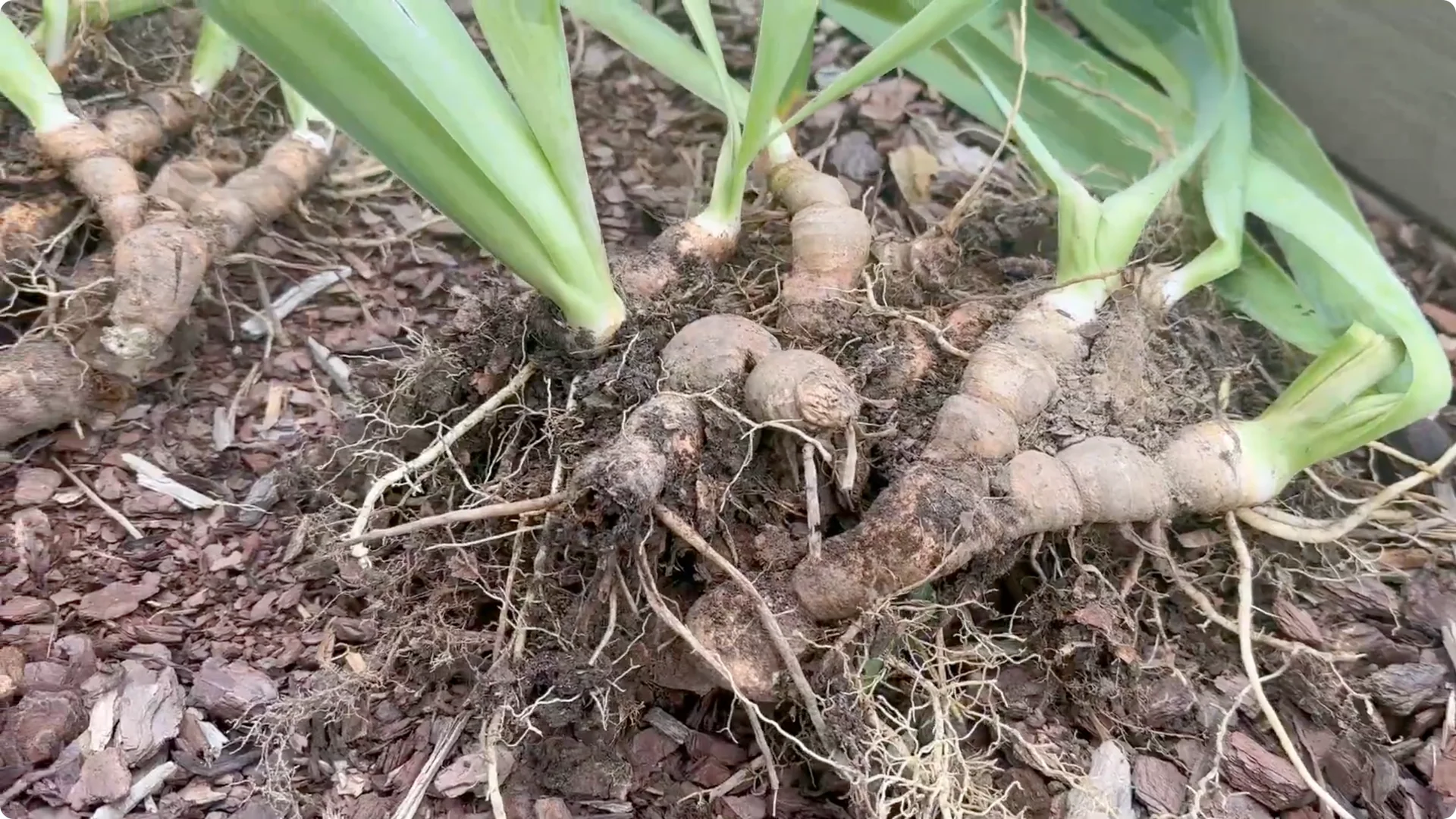 How to Divide Irises to Maximize Blooms Effectively screenshot 6