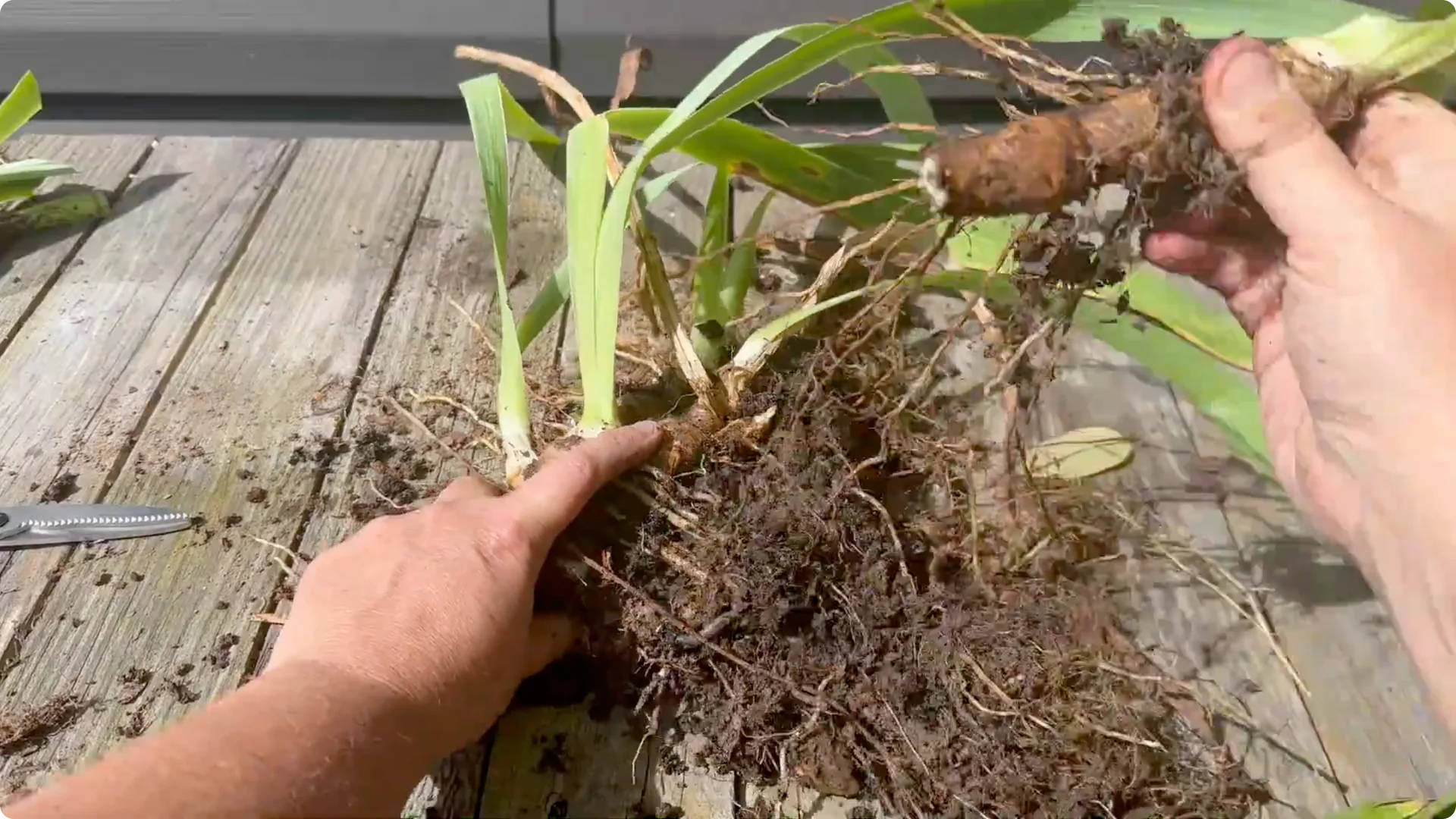 How to Divide Irises to Maximize Blooms Effectively screenshot 7