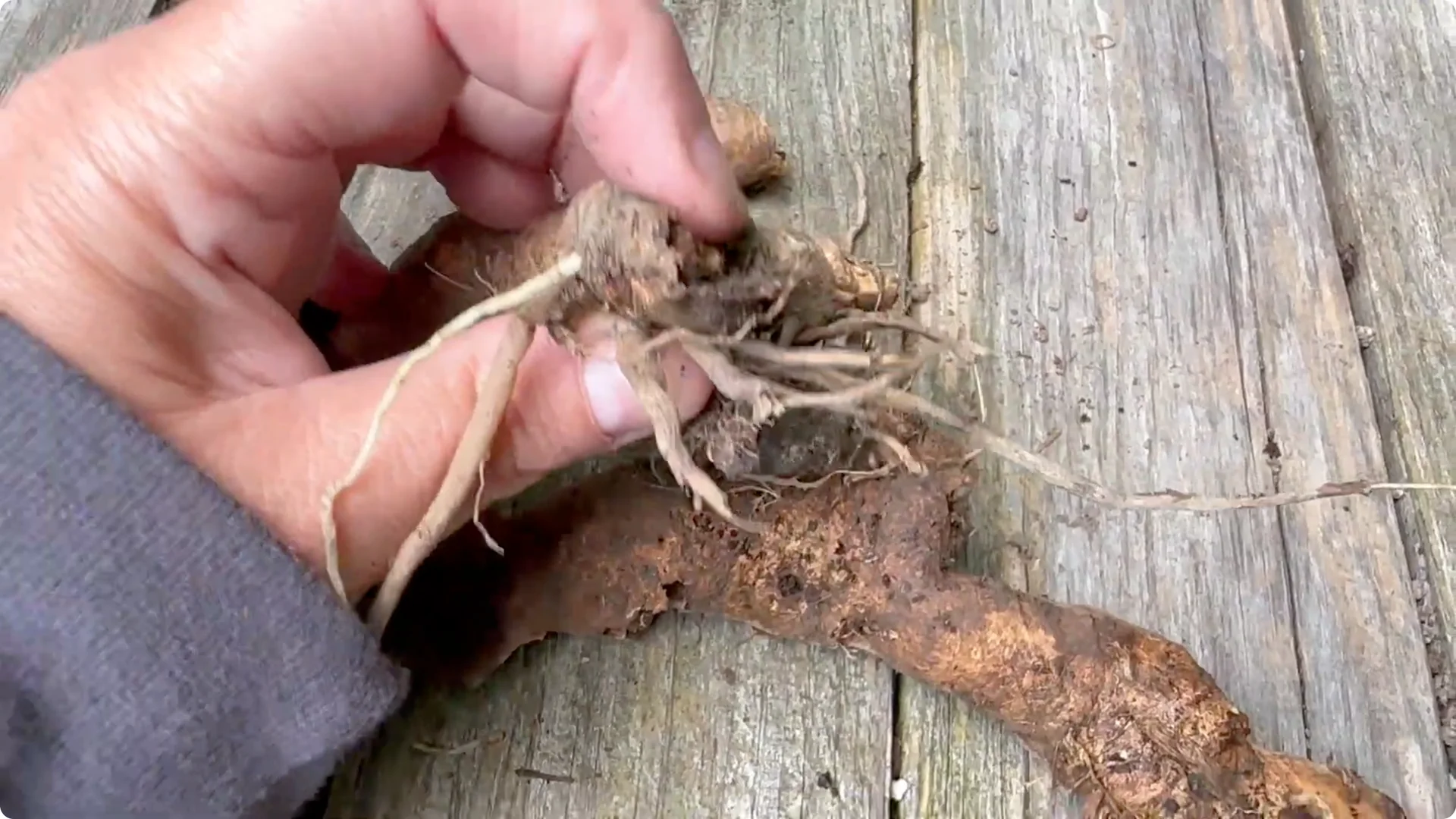 How to Divide Irises to Maximize Blooms Effectively screenshot 8