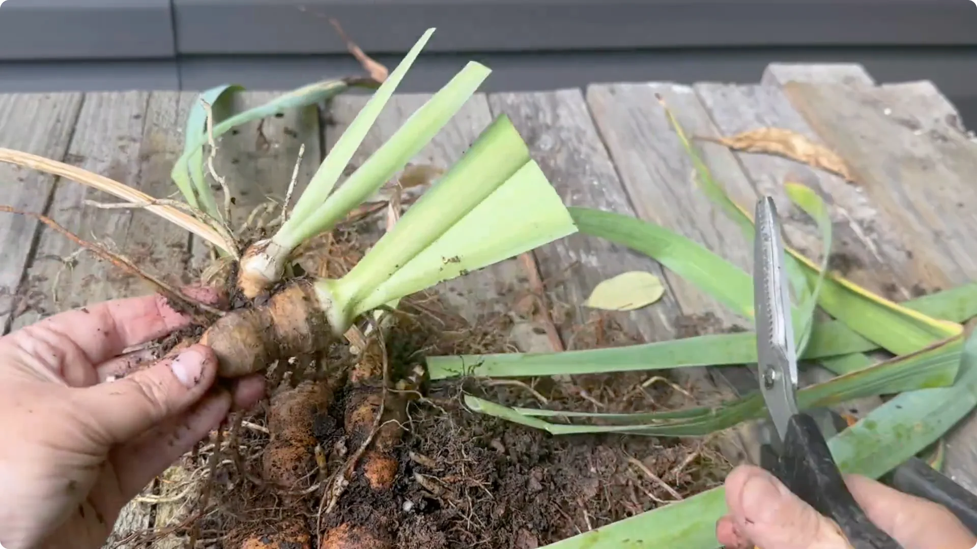 How to Divide Irises to Maximize Blooms Effectively screenshot 9