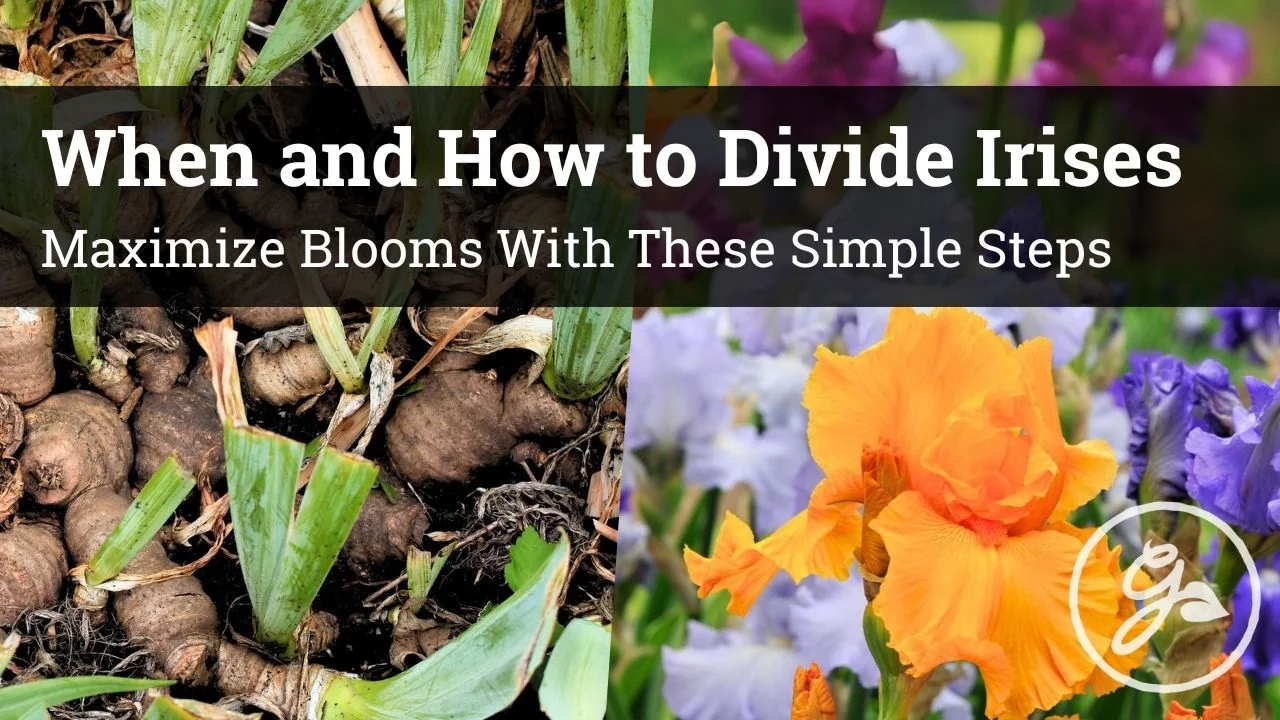 How to Divide Irises to Maximize Blooms Effectively - Featured Image