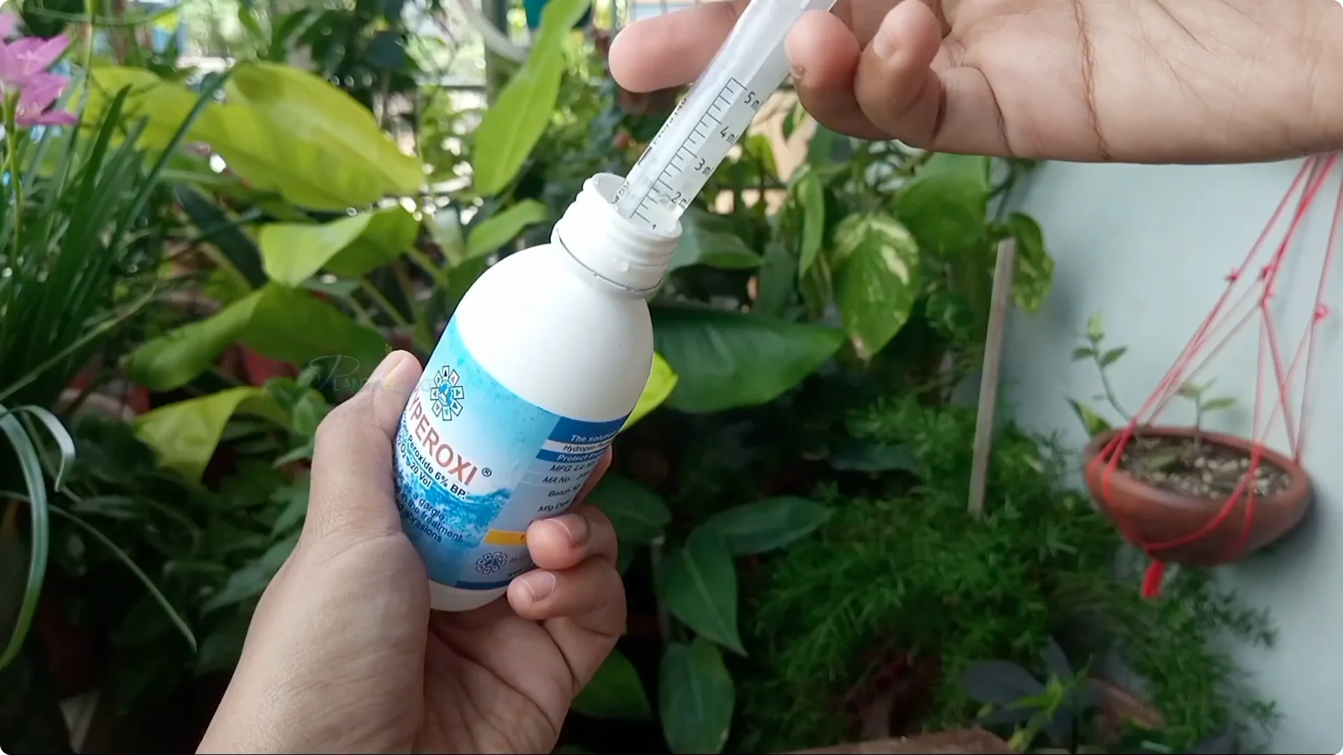 How to Effectively Eliminate Scale Insects from Plants screenshot 1