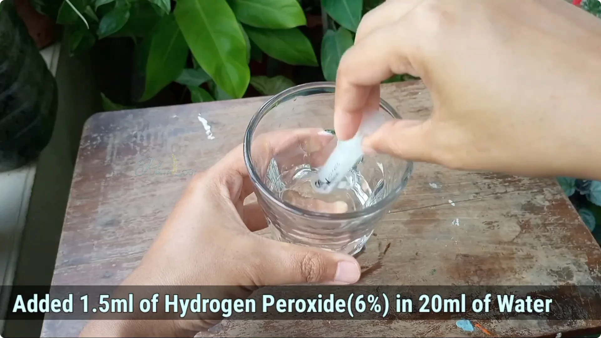 How to Effectively Eliminate Scale Insects from Plants screenshot 2