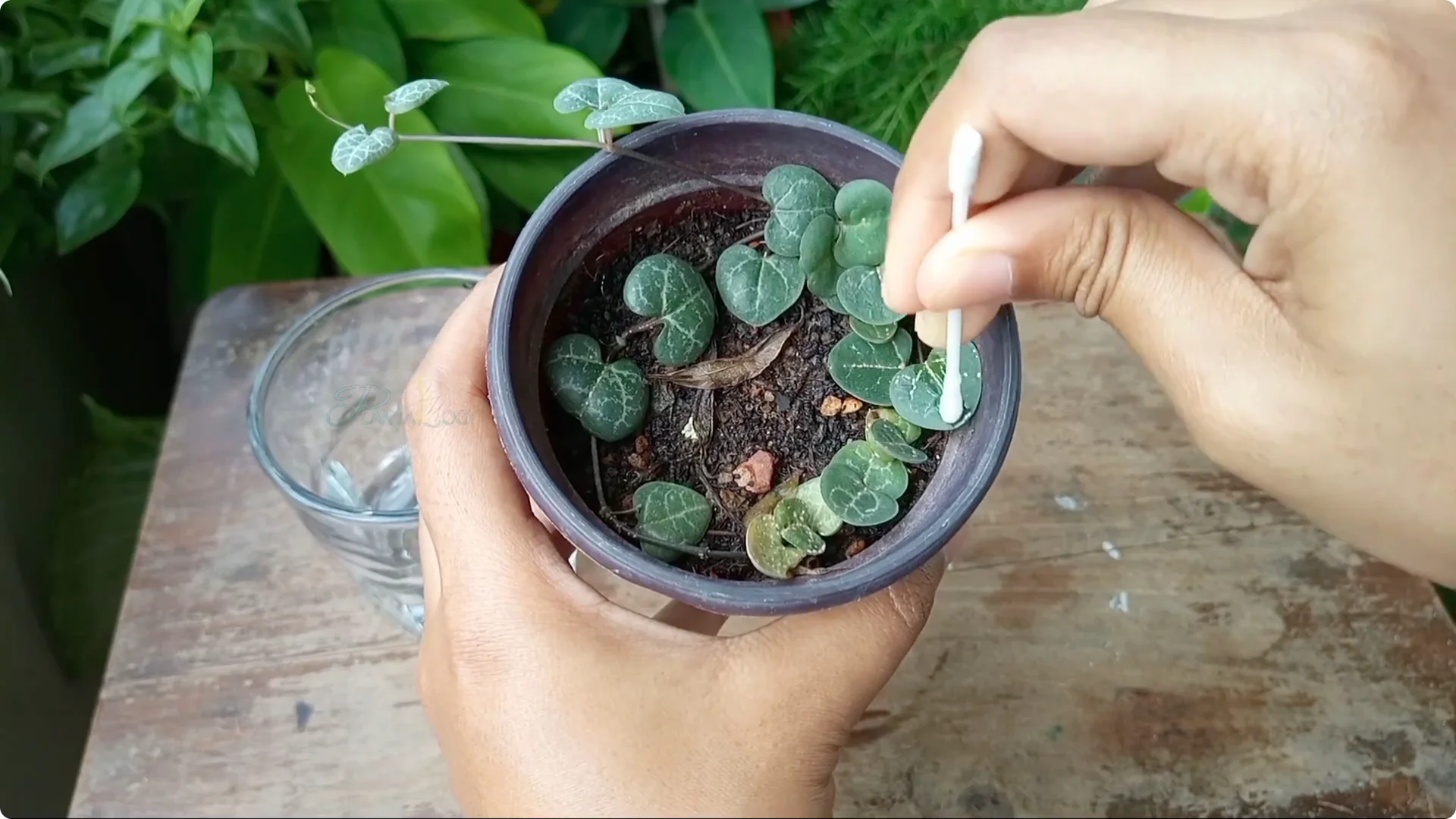 How to Effectively Eliminate Scale Insects from Plants screenshot 3