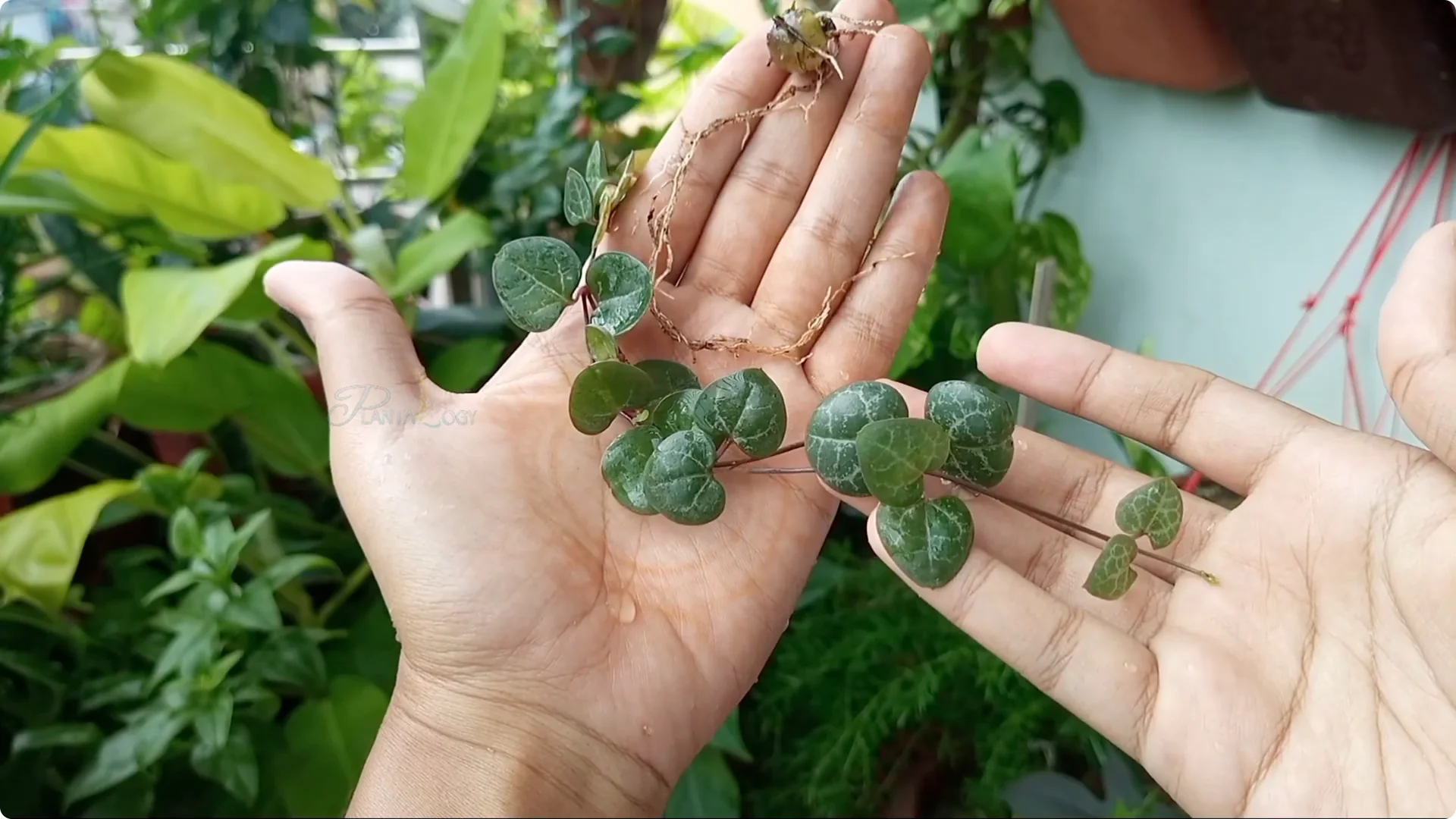 How to Effectively Eliminate Scale Insects from Plants screenshot 4