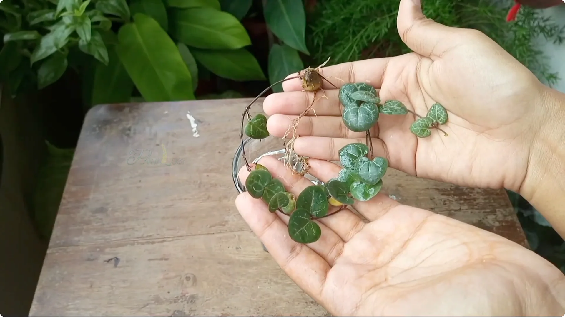 How to Effectively Eliminate Scale Insects from Plants screenshot 5