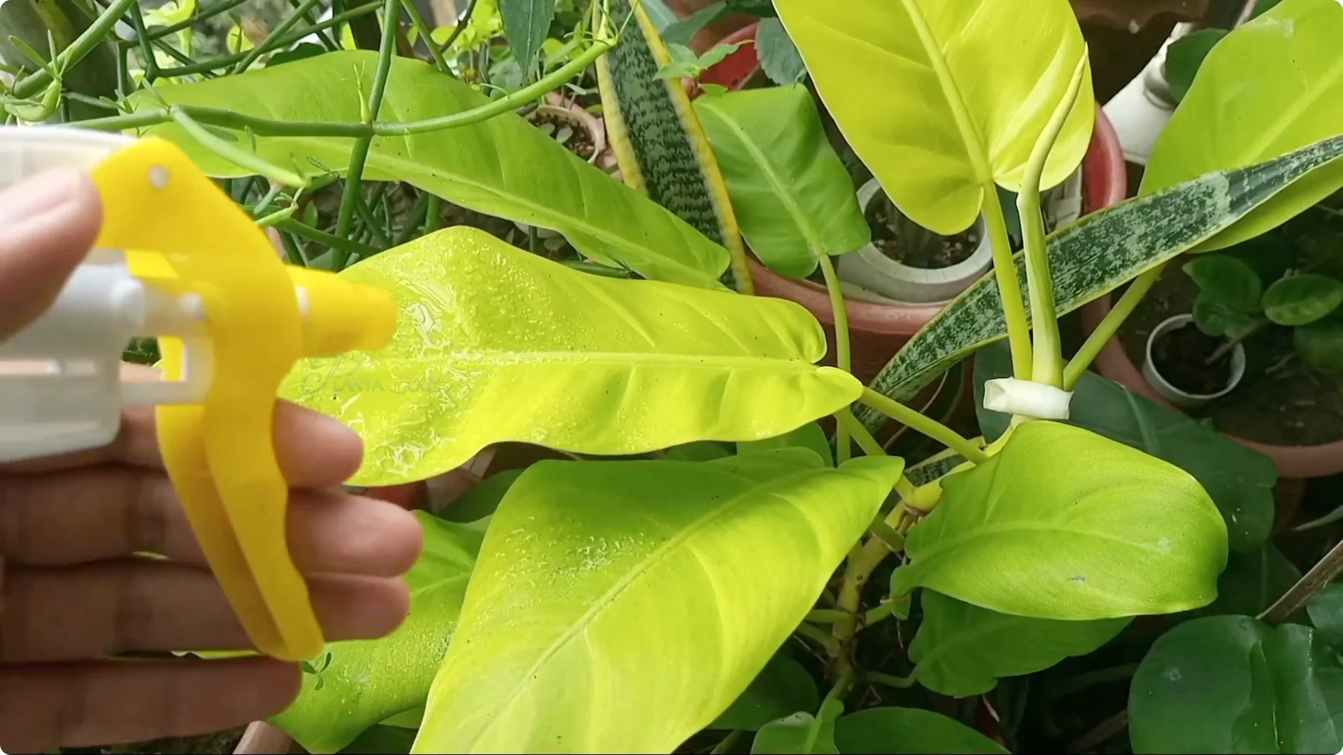How to Effectively Eliminate Scale Insects from Plants screenshot 6