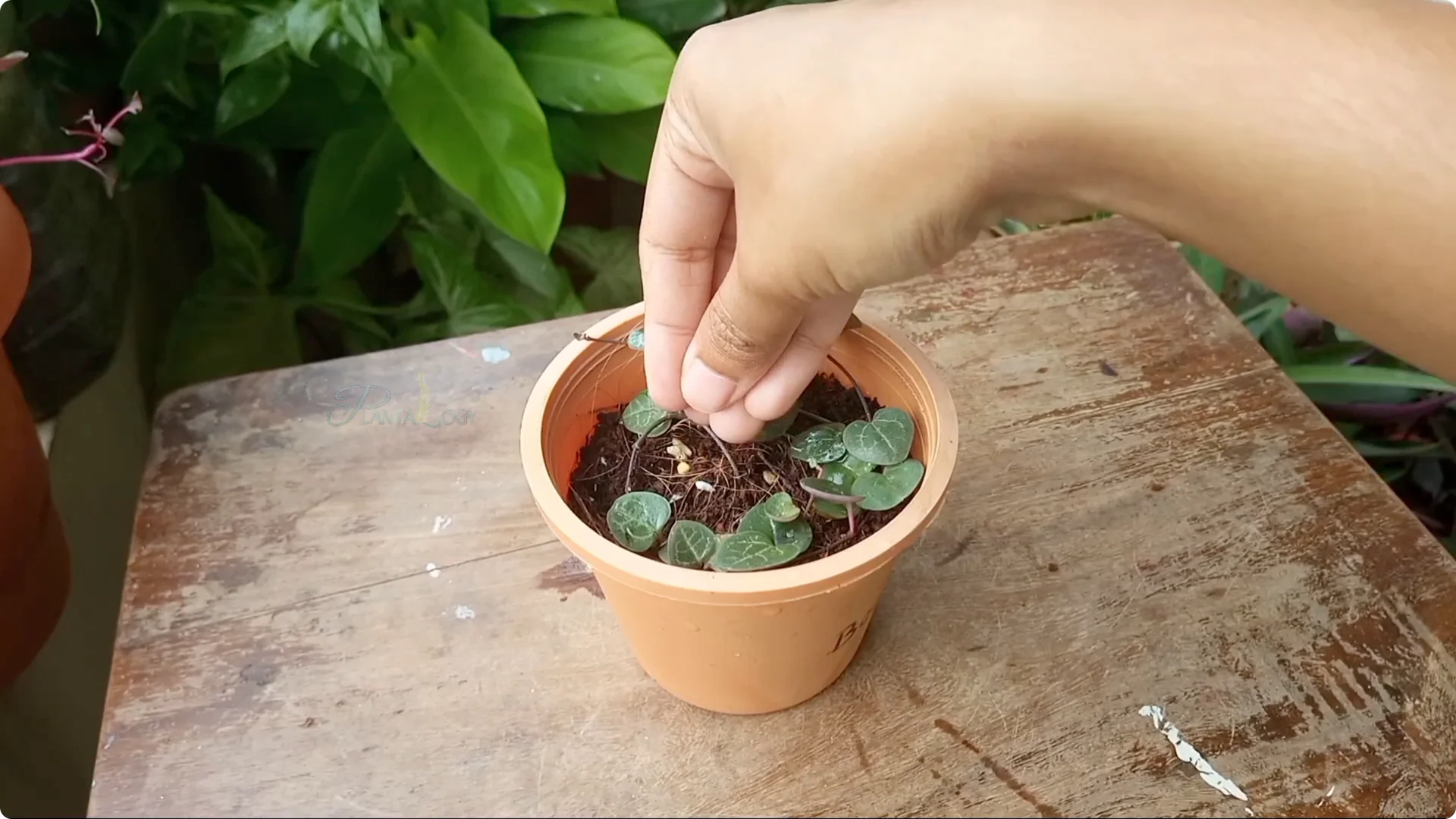 How to Effectively Eliminate Scale Insects from Plants screenshot 7