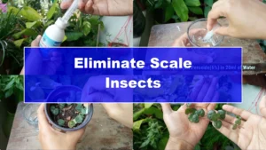 How to Effectively Eliminate Scale Insects from Plants - Featured Image