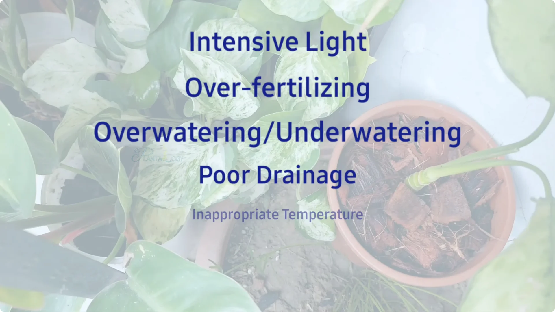 How to Effectively Treat Black Spots on Money Plant Leaves screenshot 1