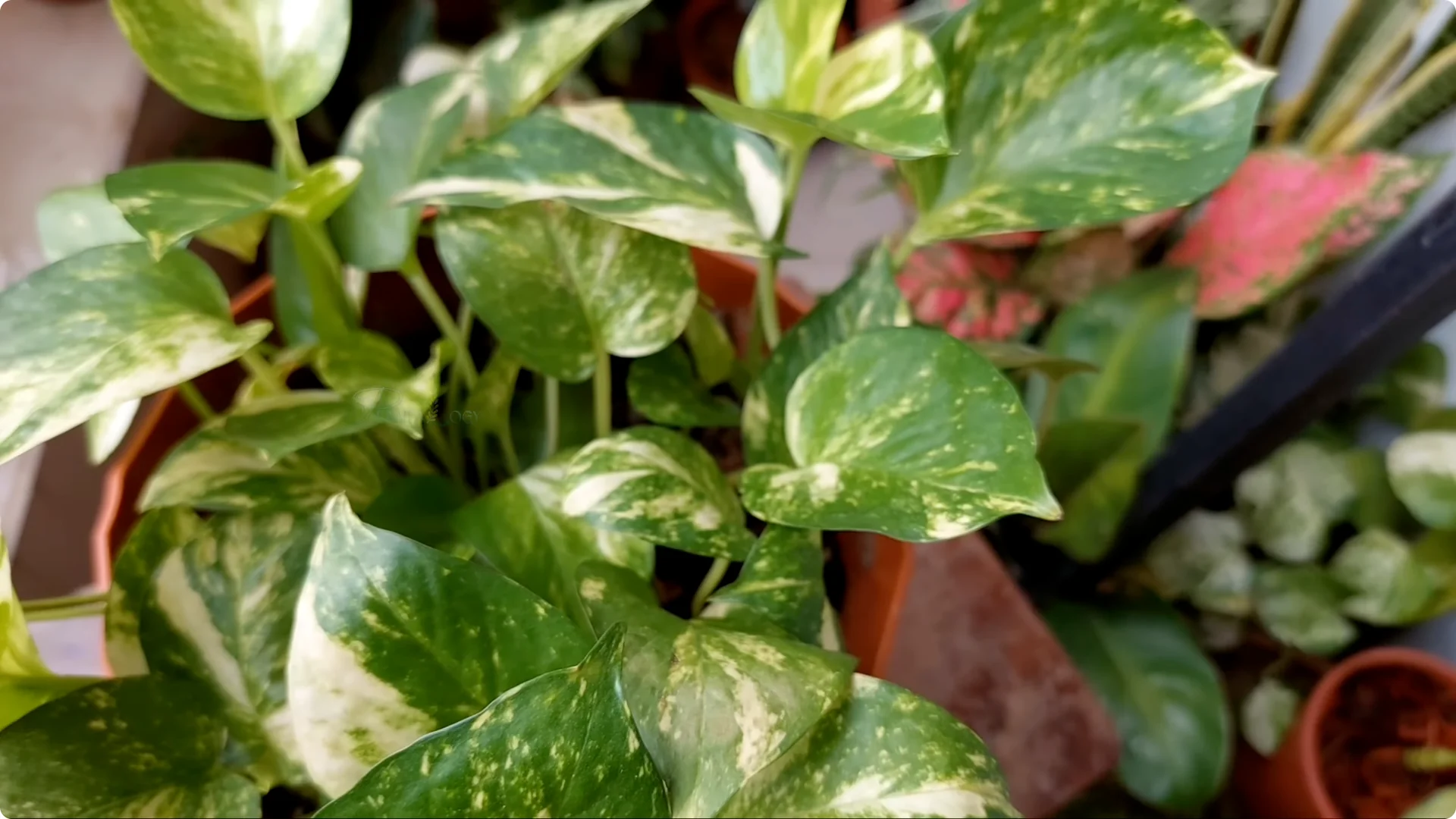 How to Effectively Treat Black Spots on Money Plant Leaves screenshot 10