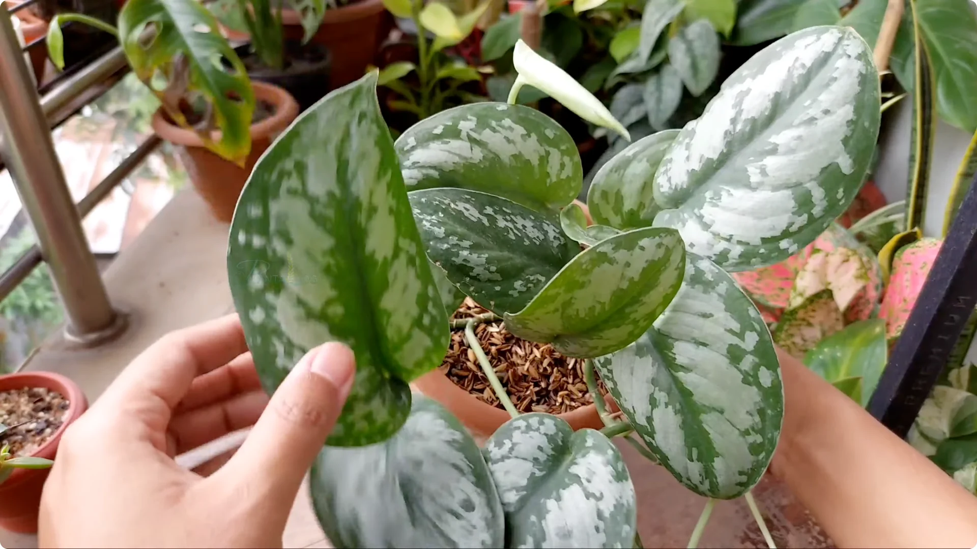 How to Effectively Treat Black Spots on Money Plant Leaves screenshot 2