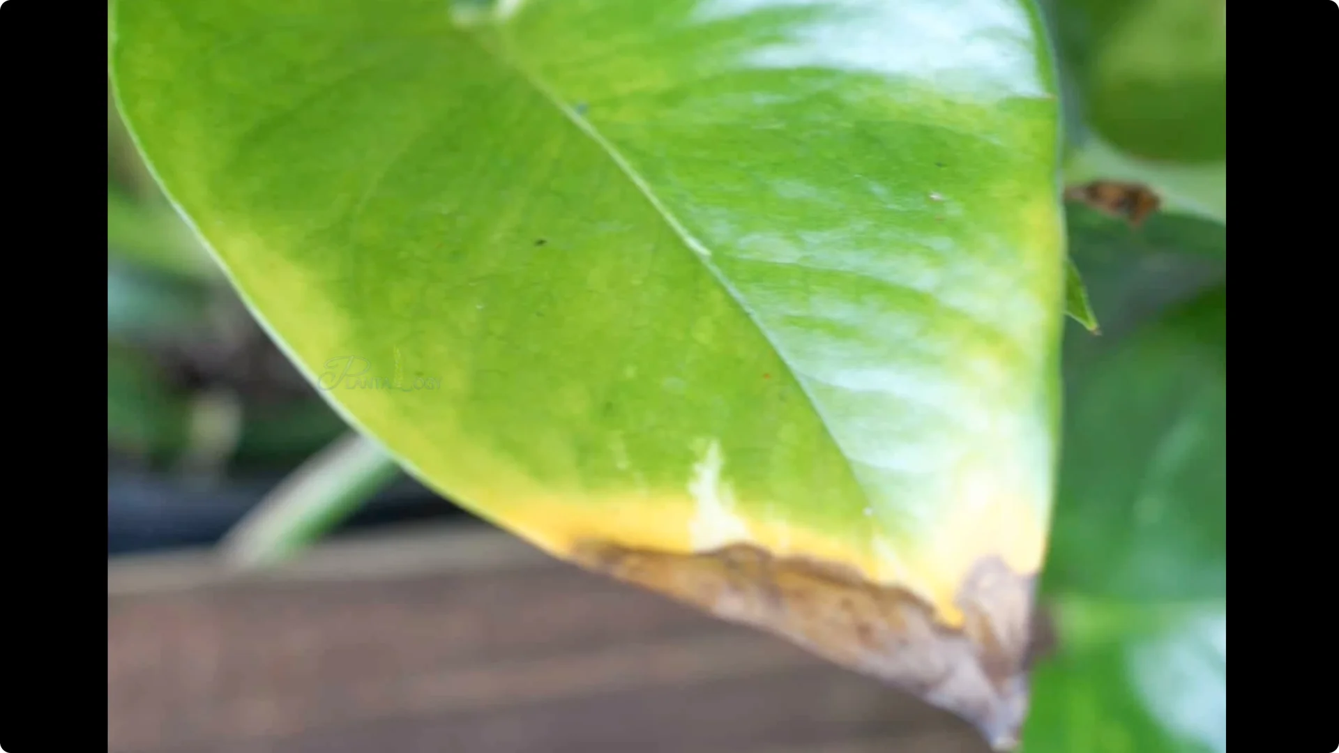 How to Effectively Treat Black Spots on Money Plant Leaves screenshot 3