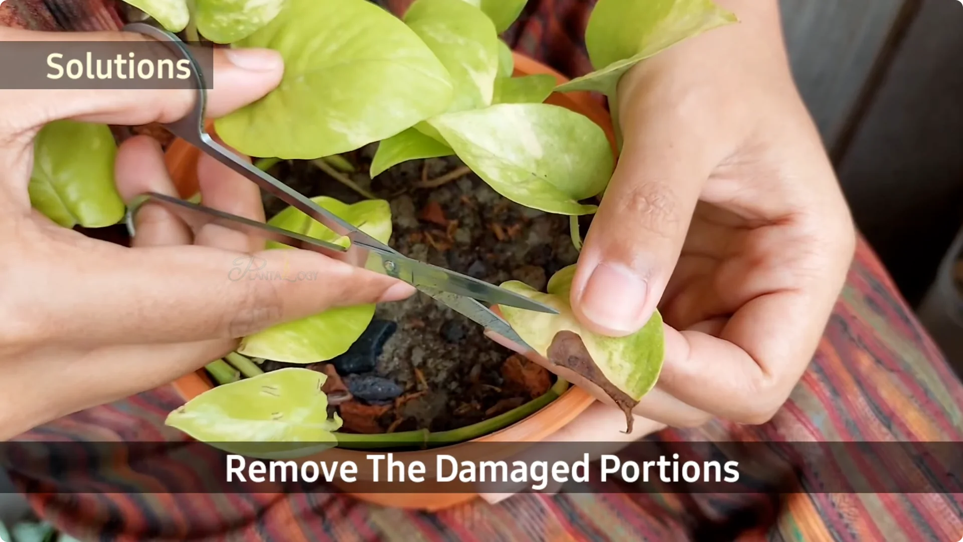 How to Effectively Treat Black Spots on Money Plant Leaves screenshot 5