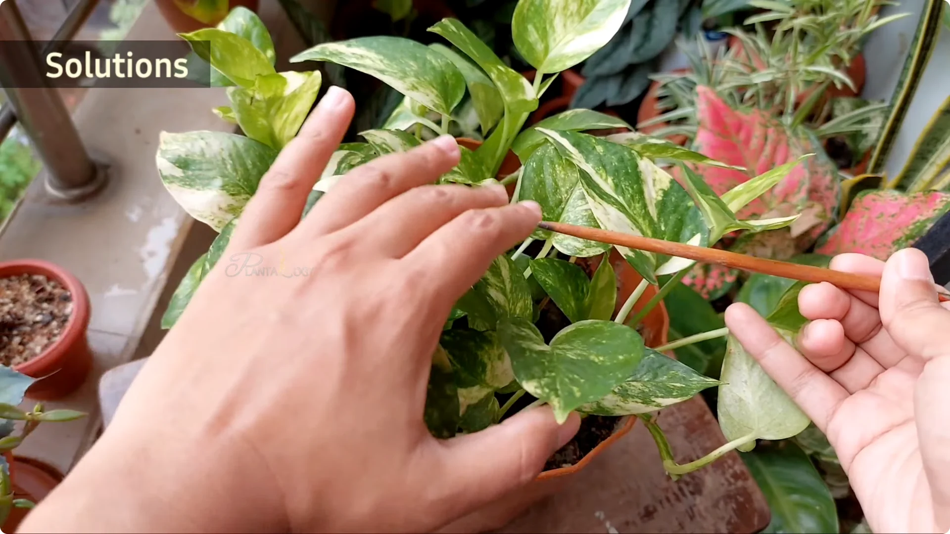 How to Effectively Treat Black Spots on Money Plant Leaves screenshot 6