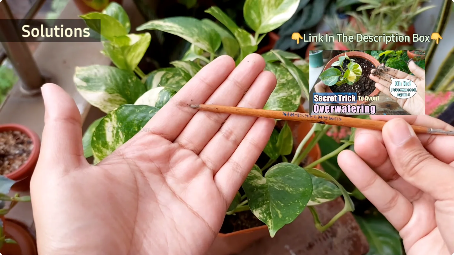 How to Effectively Treat Black Spots on Money Plant Leaves screenshot 7