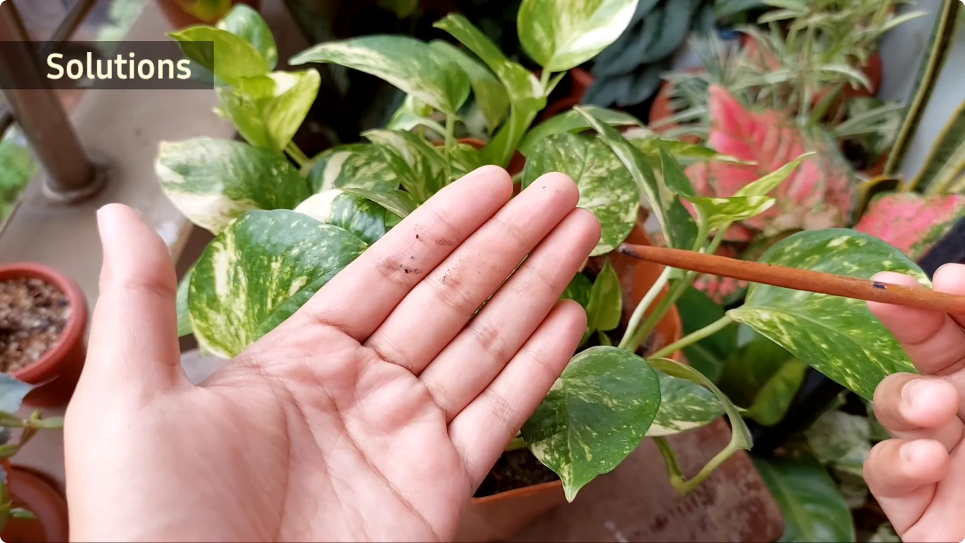How to Effectively Treat Black Spots on Money Plant Leaves screenshot 8