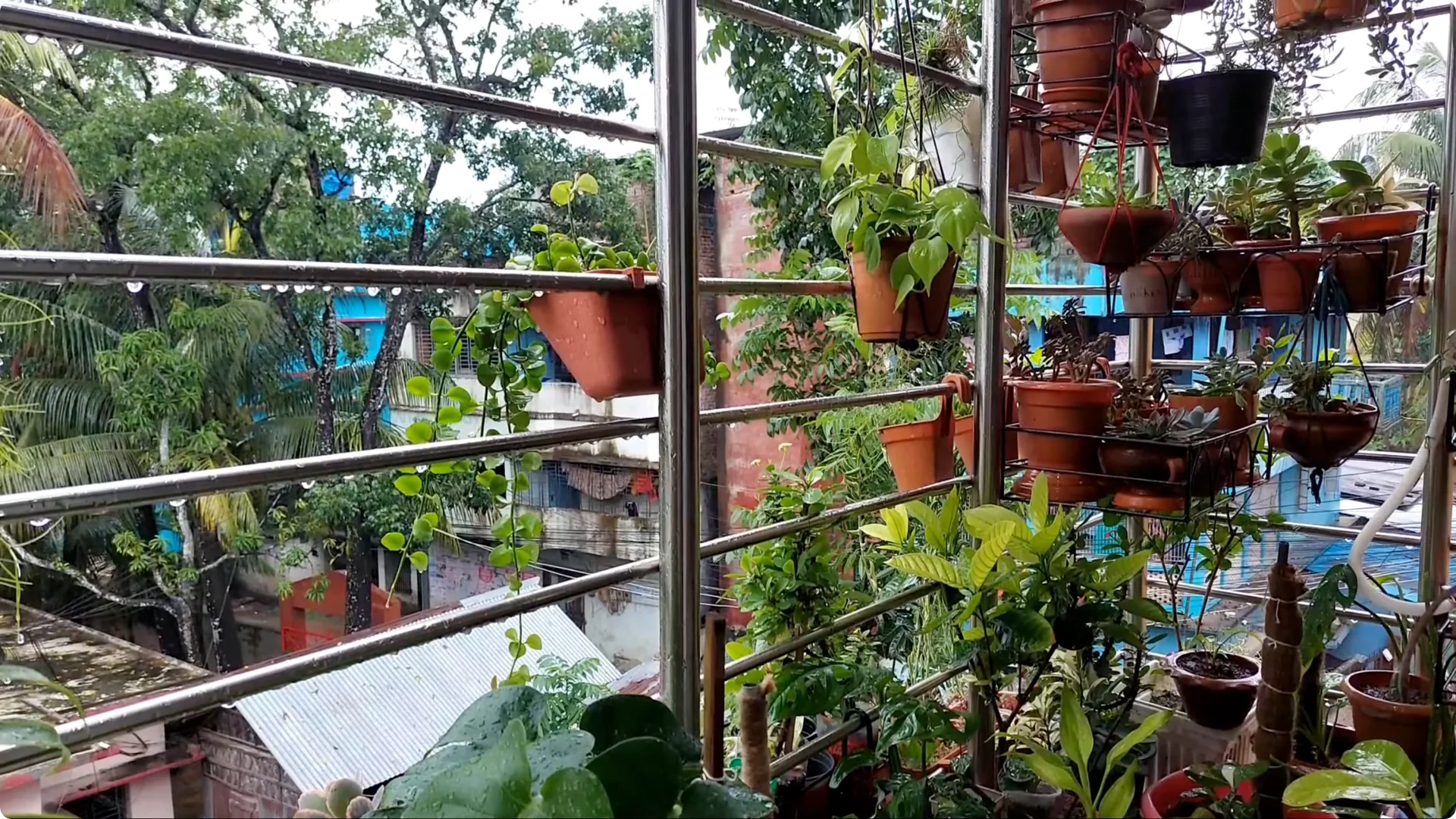 How to Effectively Treat Black Spots on Money Plant Leaves screenshot 9