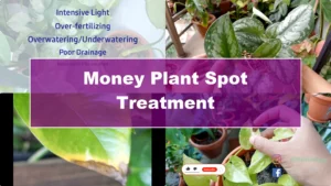 How to Effectively Treat Black Spots on Money Plant Leaves - Featured Image