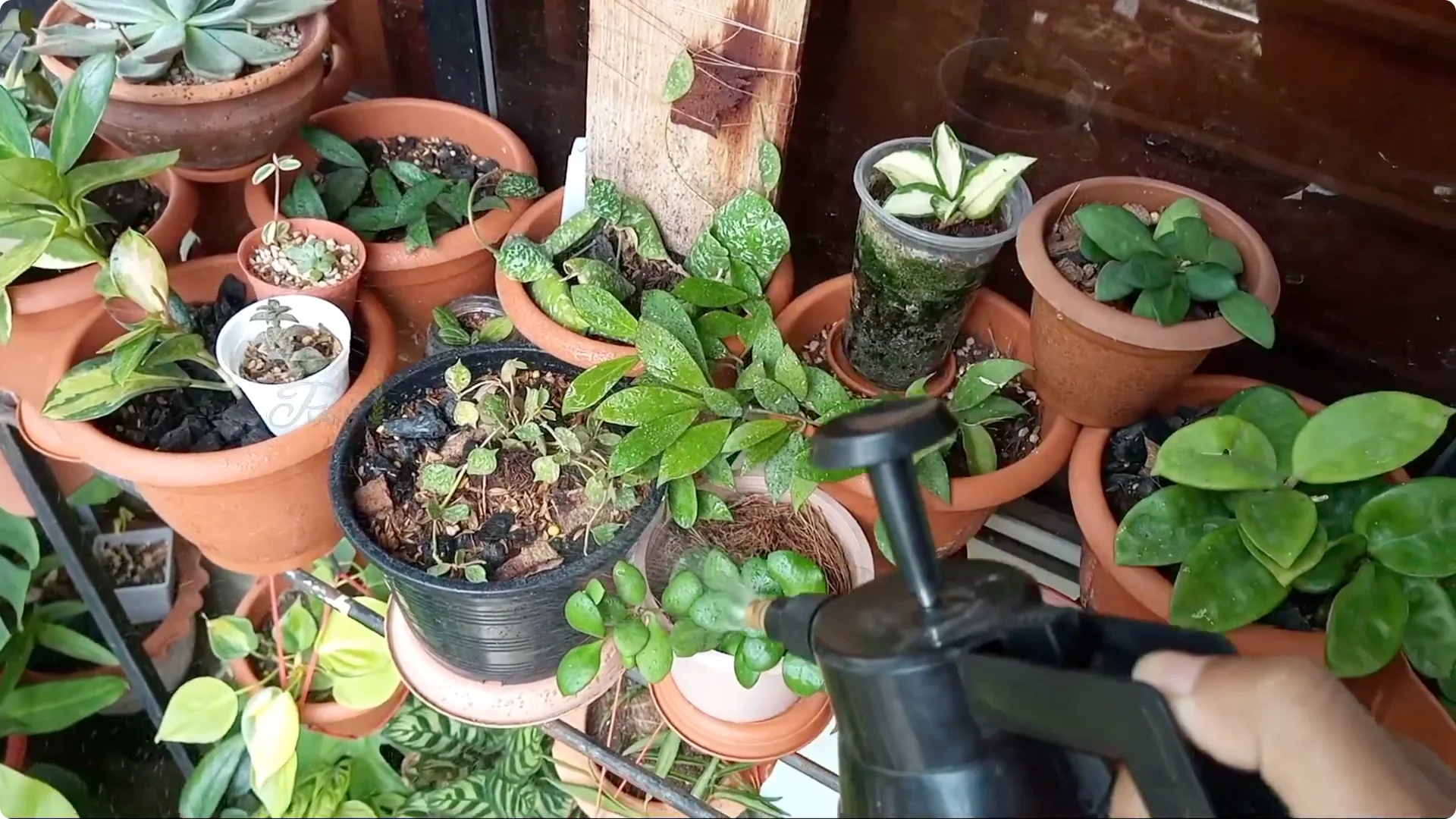 How to Effectively Treat Fungus on Your Plants screenshot 13