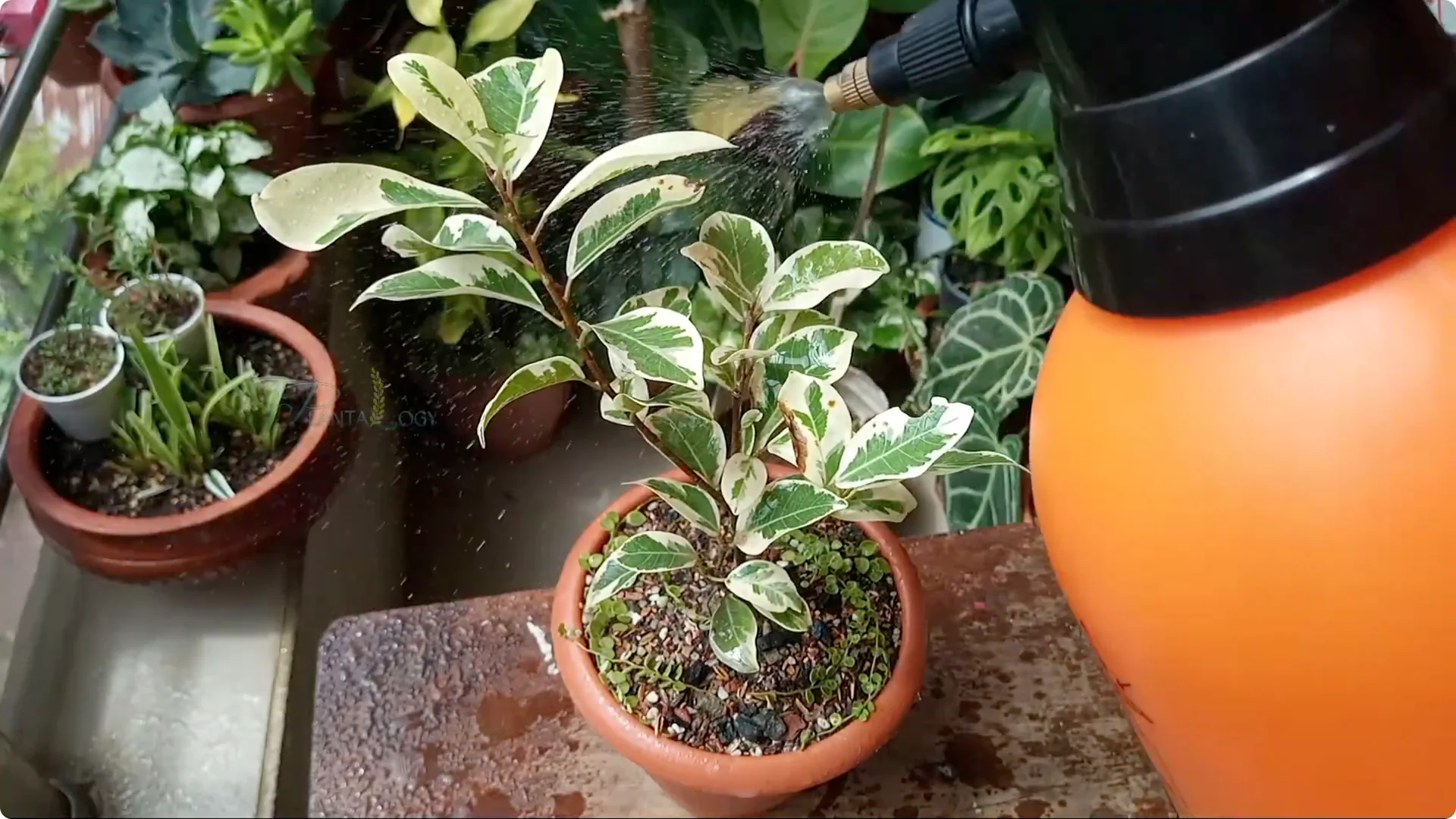 How to Effectively Treat Fungus on Your Plants screenshot 16