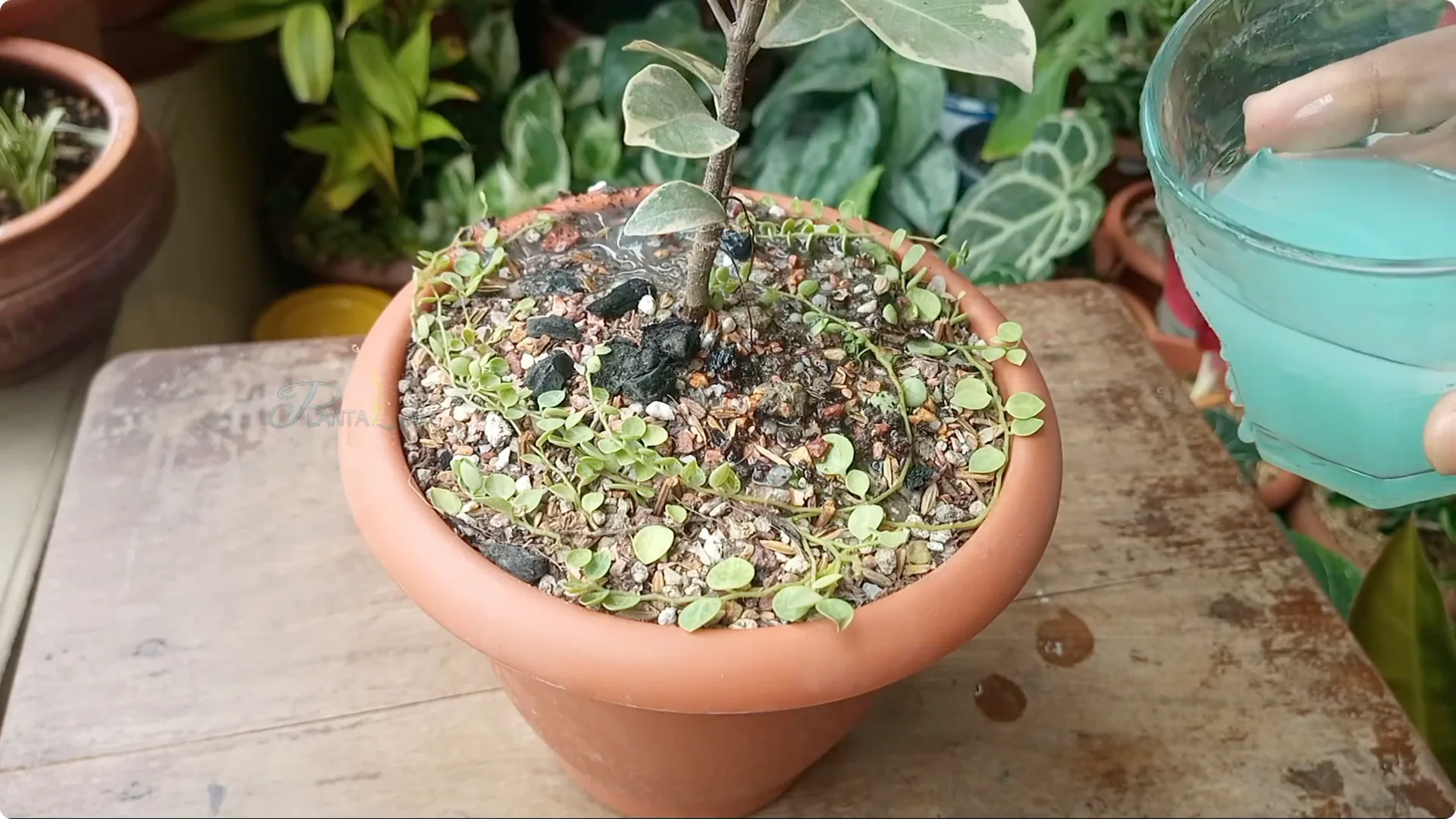 How to Effectively Treat Fungus on Your Plants screenshot 17