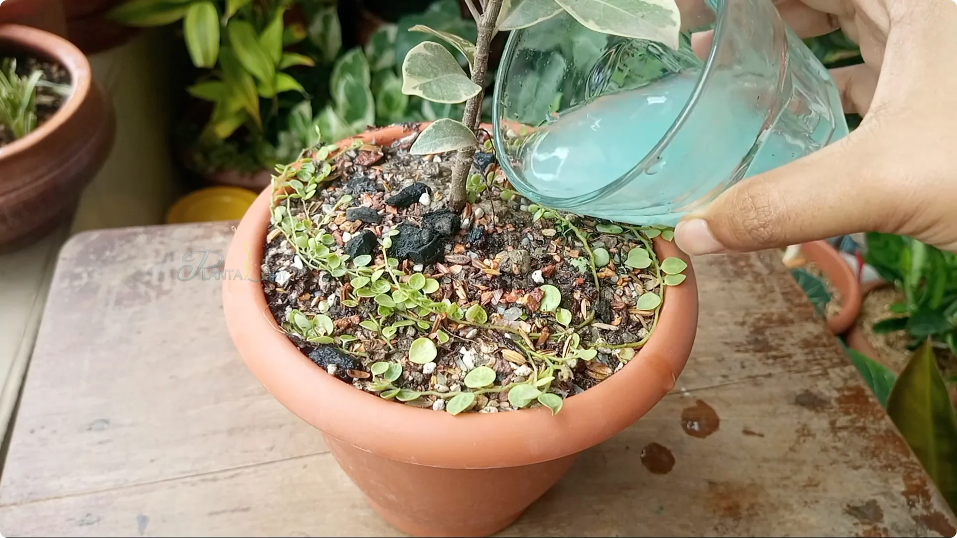 How to Effectively Treat Fungus on Your Plants screenshot 18