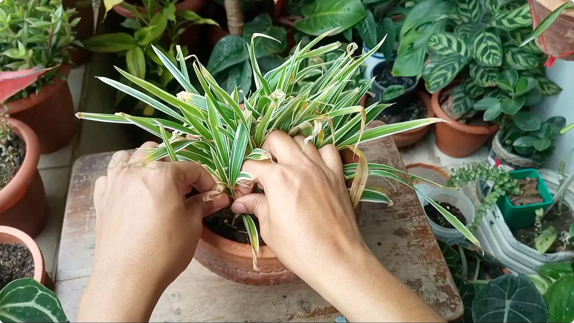 How to Effectively Treat Fungus on Your Plants screenshot 20