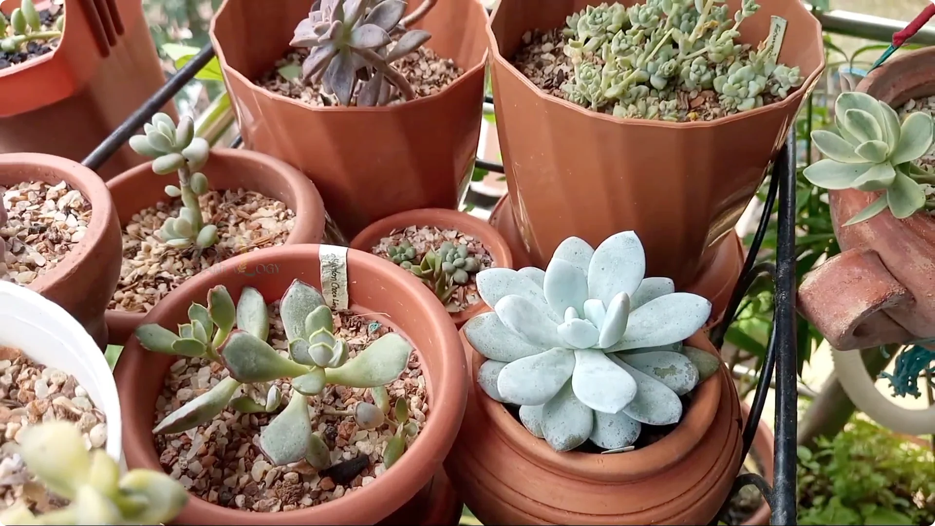 How to Effectively Treat Fungus on Your Plants screenshot 6