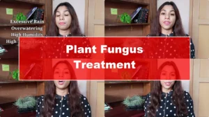 How to Effectively Treat Fungus on Your Plants - Featured Image