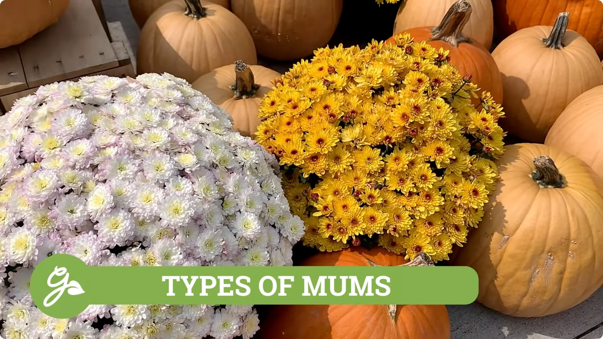 How to Grow and Care for Long-Lasting Fall Mums screenshot 1