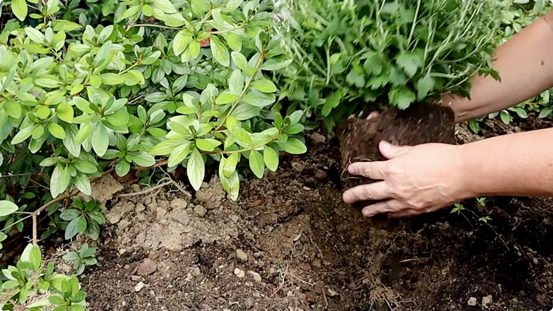 How to Grow and Care for Long-Lasting Fall Mums screenshot 10