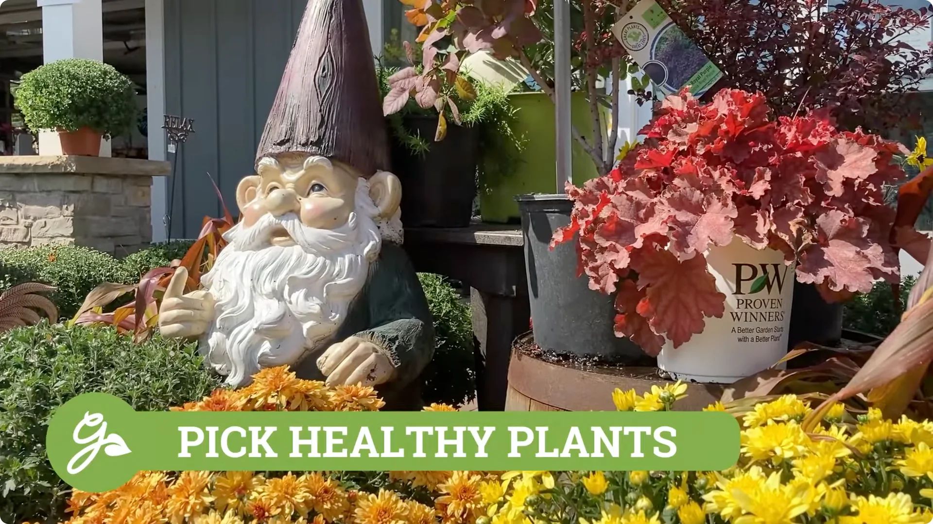 How to Grow and Care for Long-Lasting Fall Mums screenshot 11