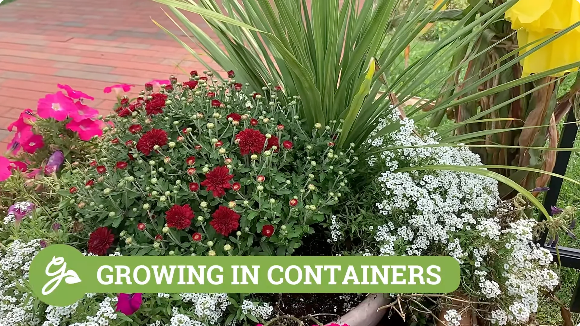 How to Grow and Care for Long-Lasting Fall Mums screenshot 13