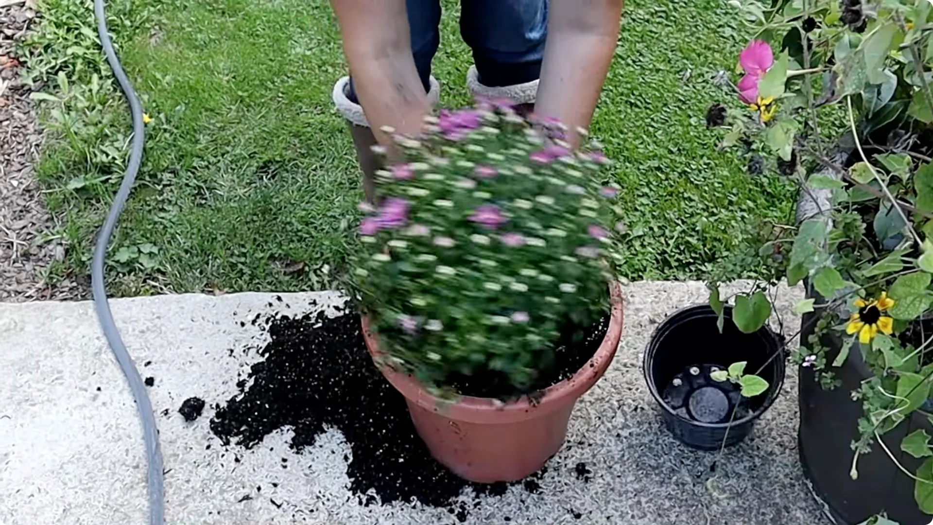 How to Grow and Care for Long-Lasting Fall Mums screenshot 14