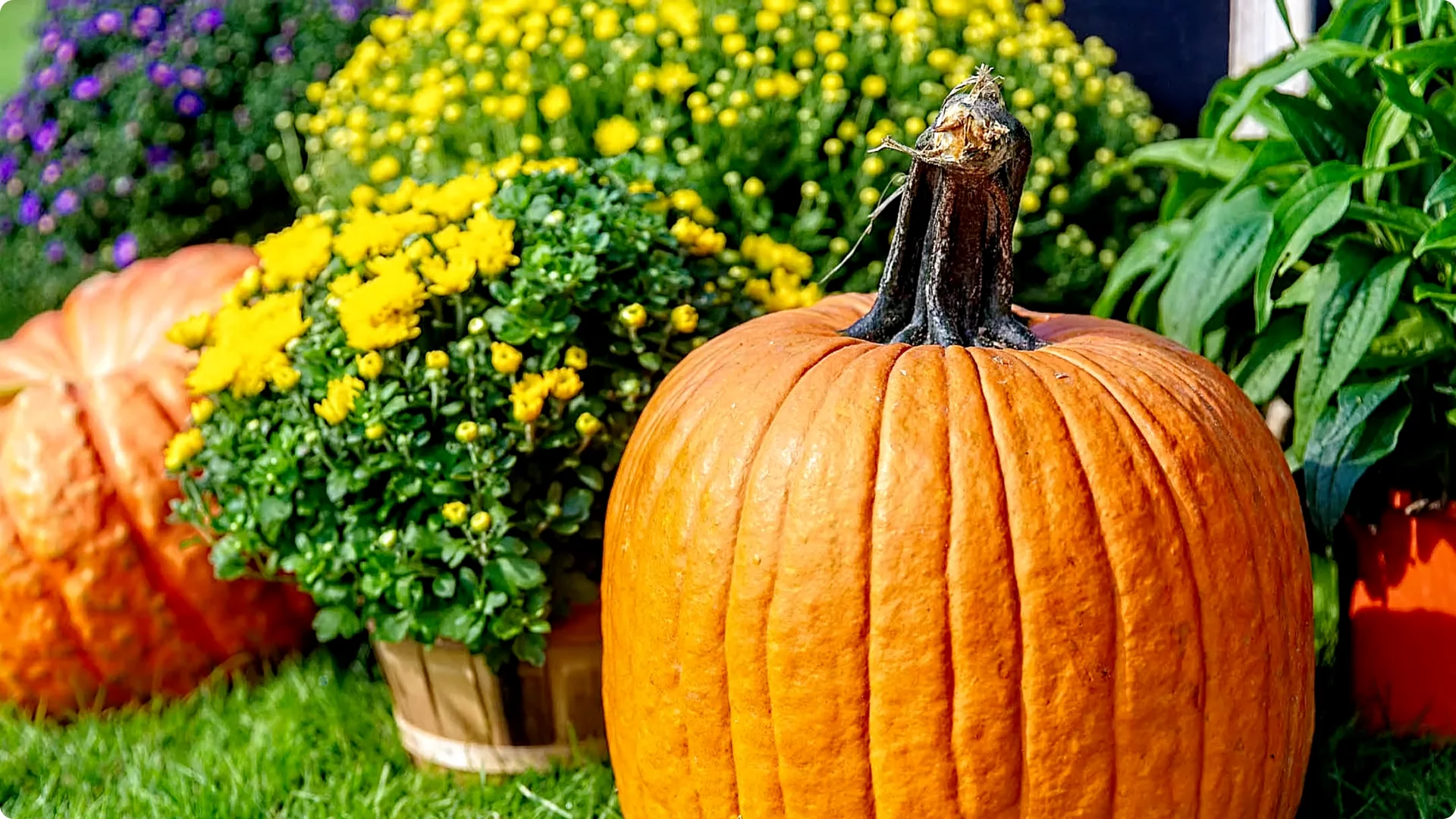 How to Grow and Care for Long-Lasting Fall Mums screenshot 15