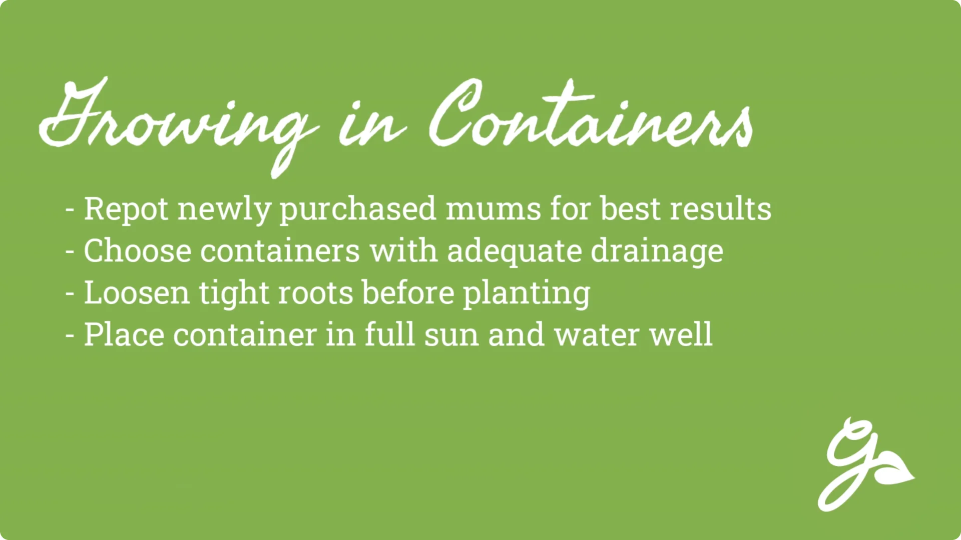 How to Grow and Care for Long-Lasting Fall Mums screenshot 16