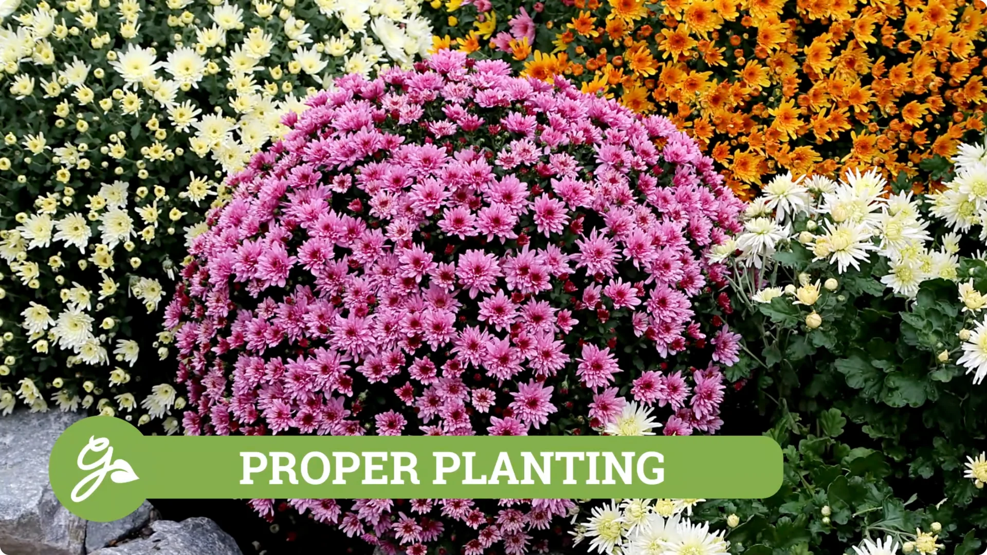 How to Grow and Care for Long-Lasting Fall Mums screenshot 17