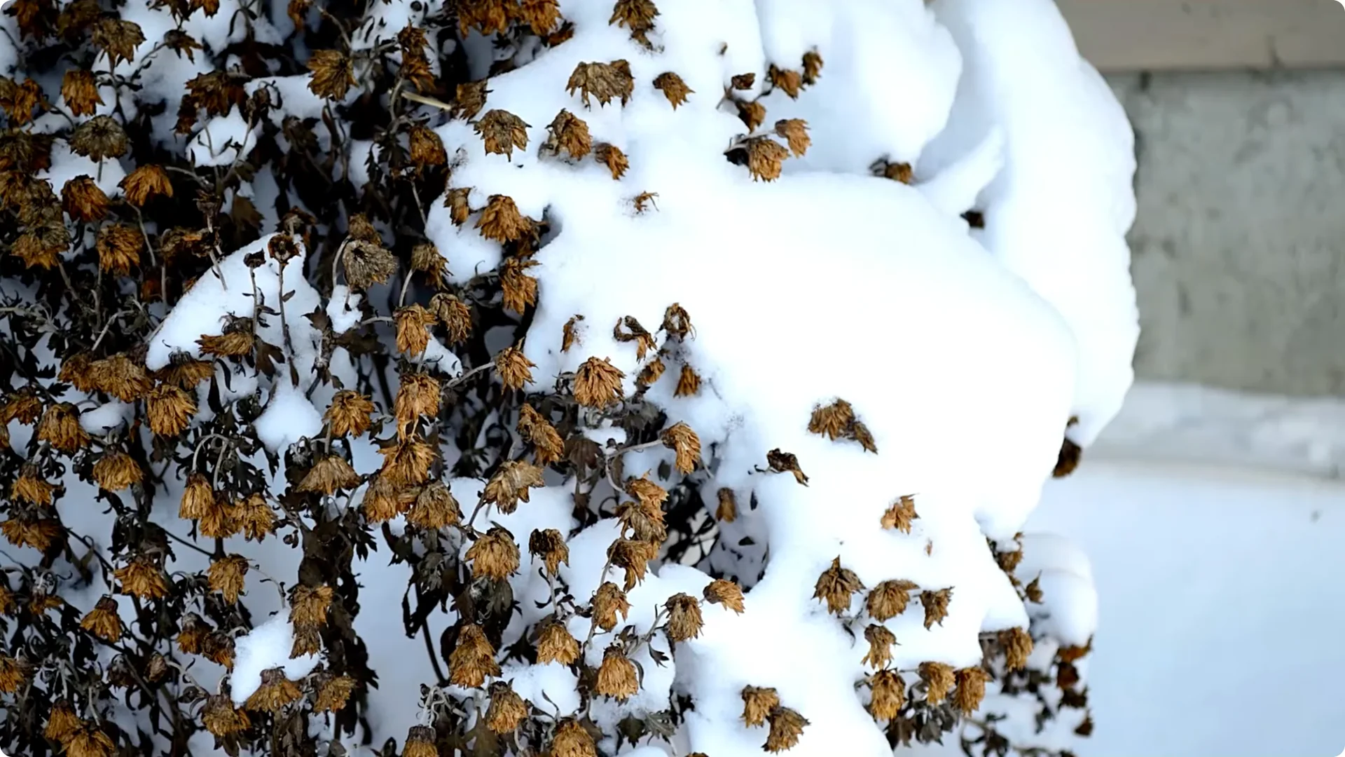 How to Grow and Care for Long-Lasting Fall Mums screenshot 18