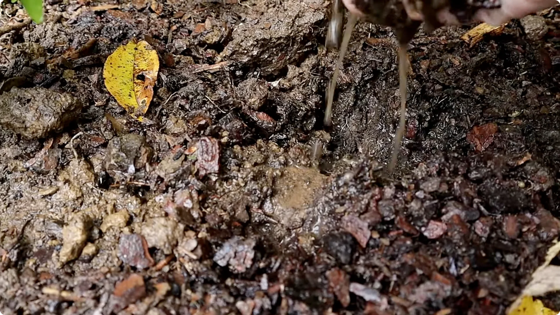 How to Grow and Care for Long-Lasting Fall Mums screenshot 19