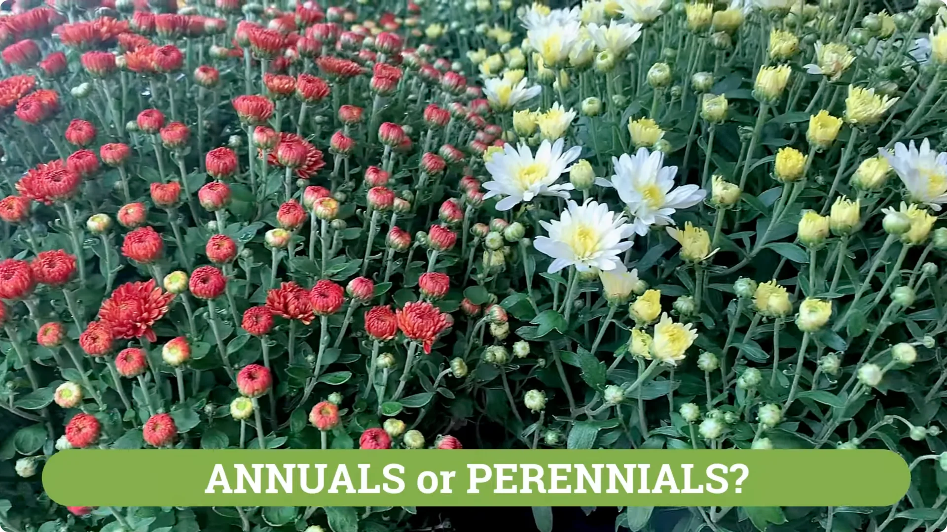 How to Grow and Care for Long-Lasting Fall Mums screenshot 2