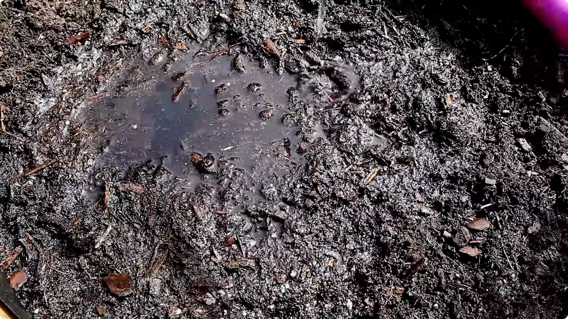 How to Grow and Care for Long-Lasting Fall Mums screenshot 20