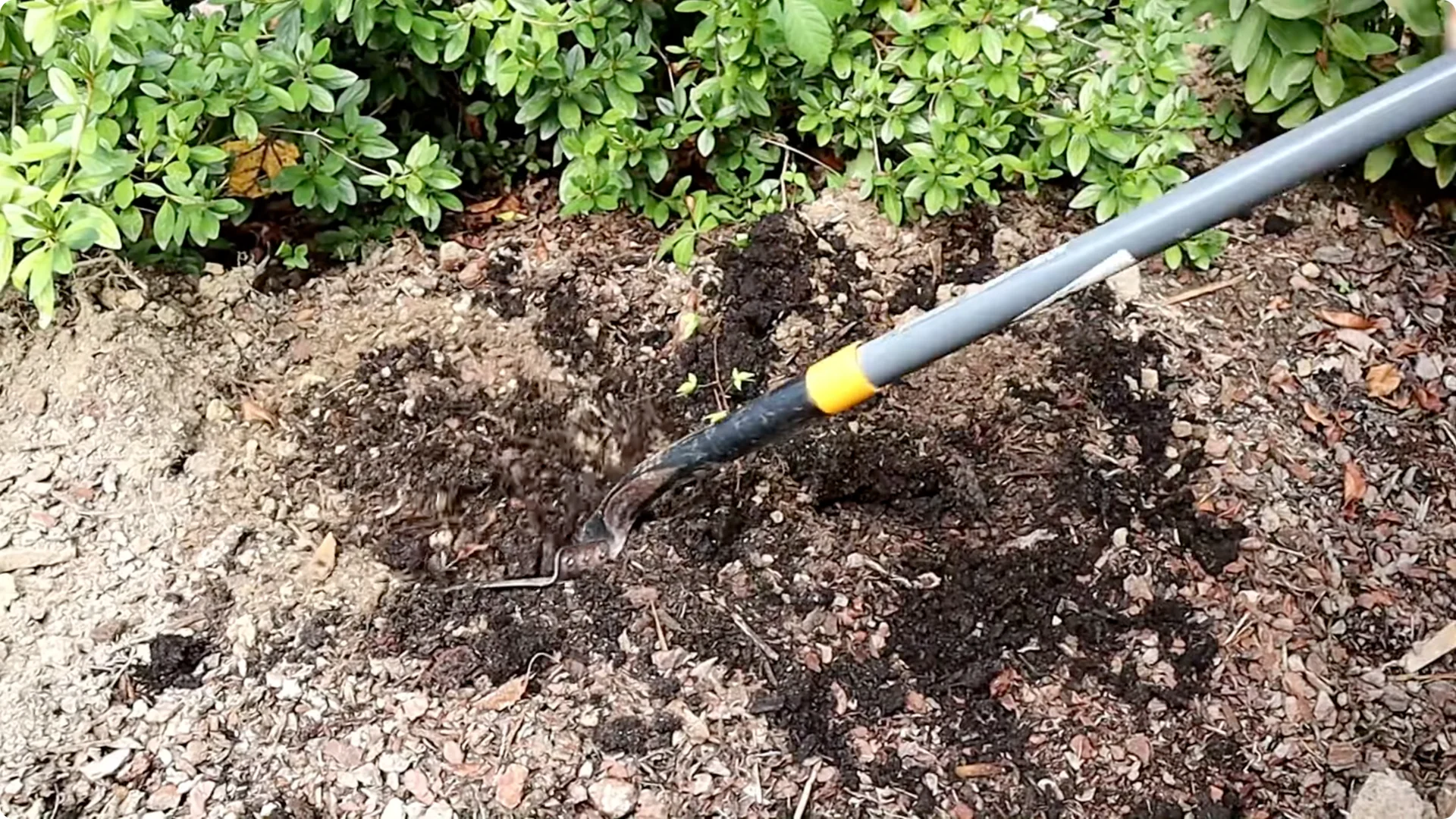 How to Grow and Care for Long-Lasting Fall Mums screenshot 21