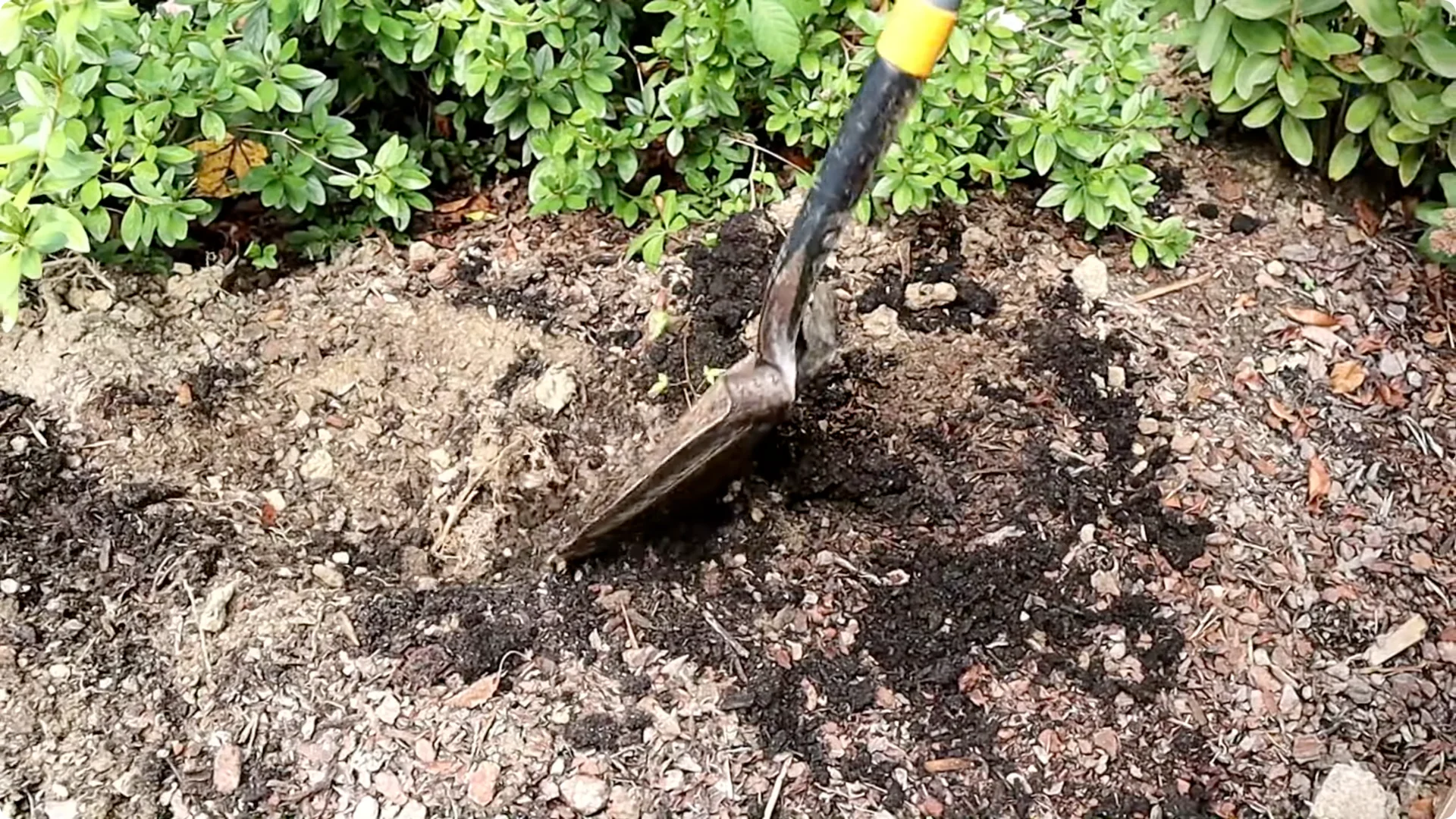 How to Grow and Care for Long-Lasting Fall Mums screenshot 22