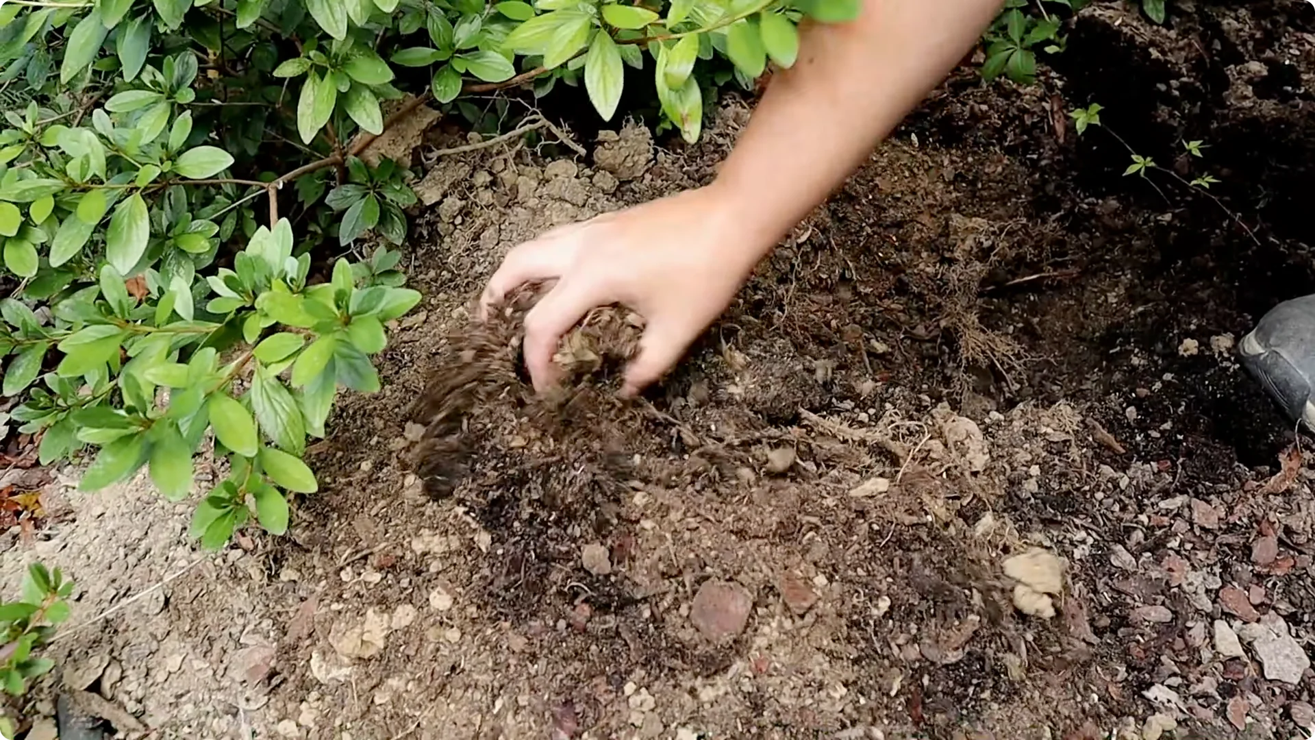 How to Grow and Care for Long-Lasting Fall Mums screenshot 23