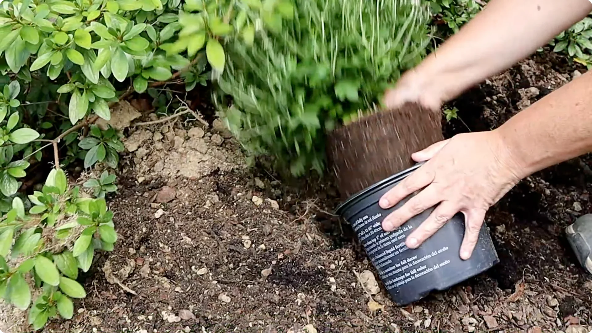 How to Grow and Care for Long-Lasting Fall Mums screenshot 24