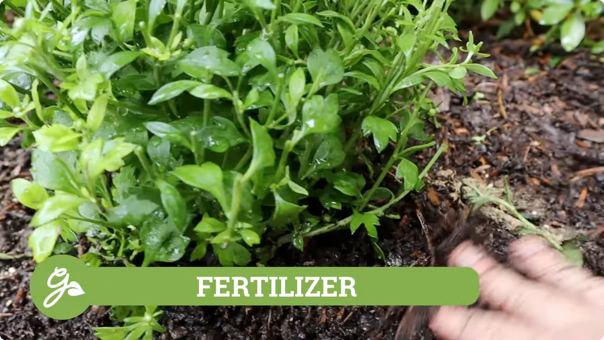 How to Grow and Care for Long-Lasting Fall Mums screenshot 26