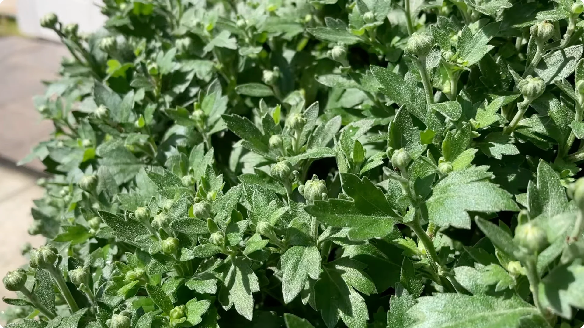 How to Grow and Care for Long-Lasting Fall Mums screenshot 28