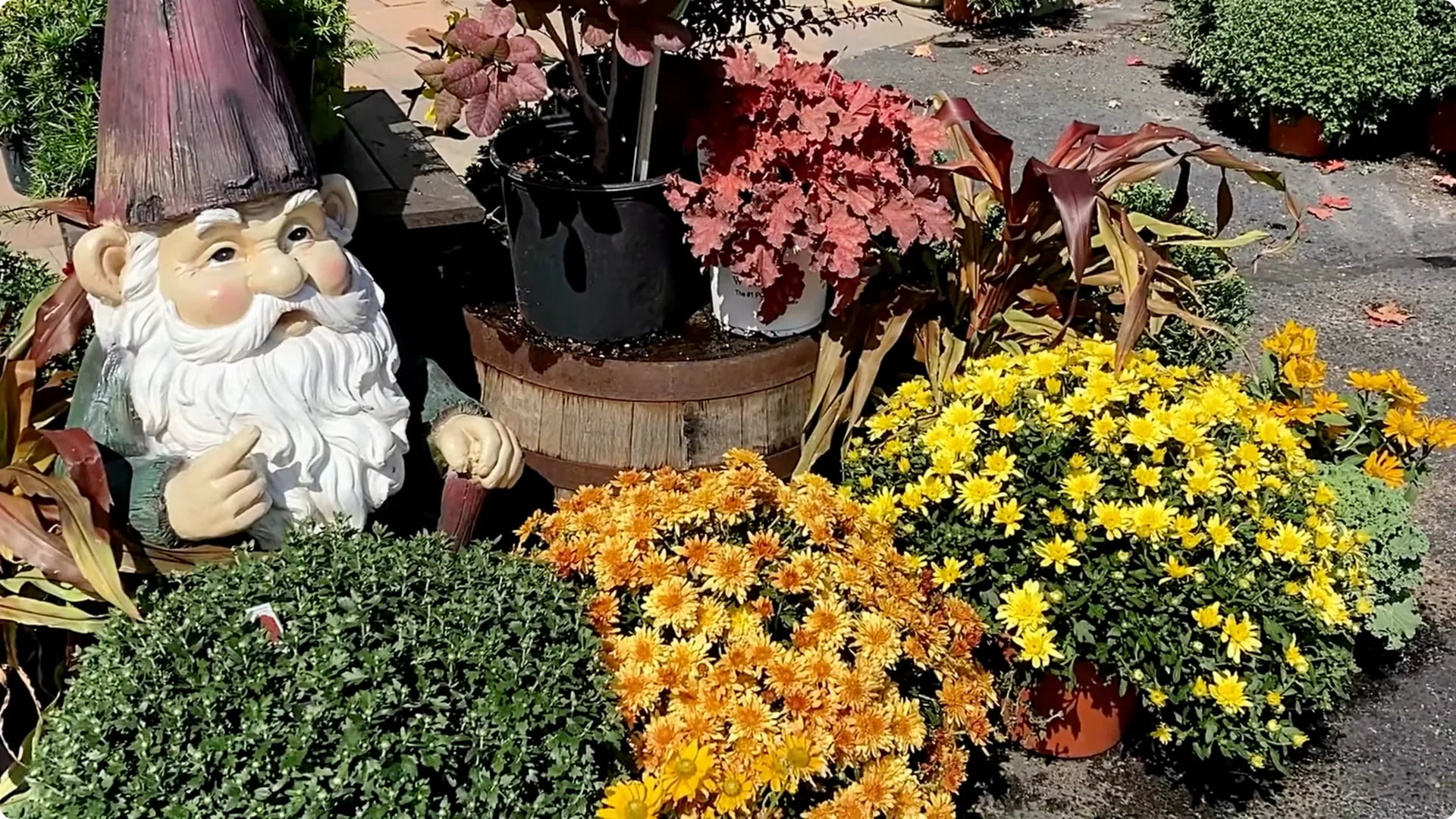 How to Grow and Care for Long-Lasting Fall Mums screenshot 3