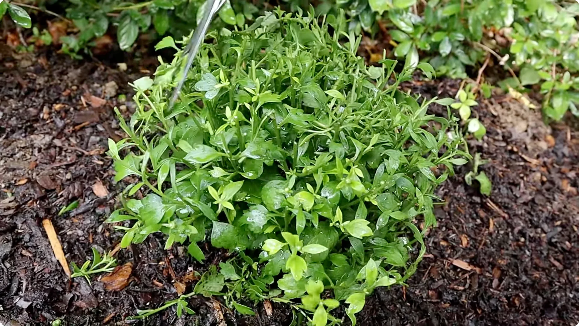 How to Grow and Care for Long-Lasting Fall Mums screenshot 30